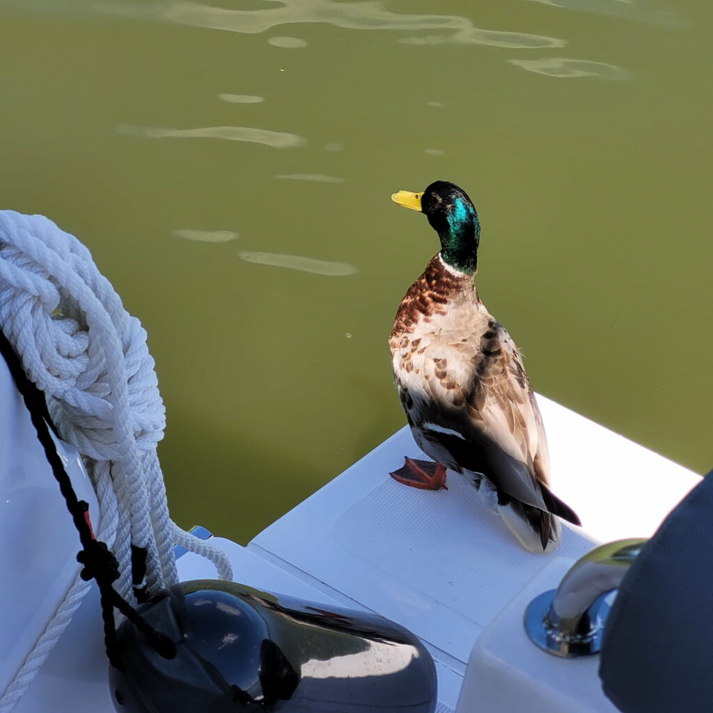 Umweltfreundlicher Hausbooturlaub – Regeln für Gäste
